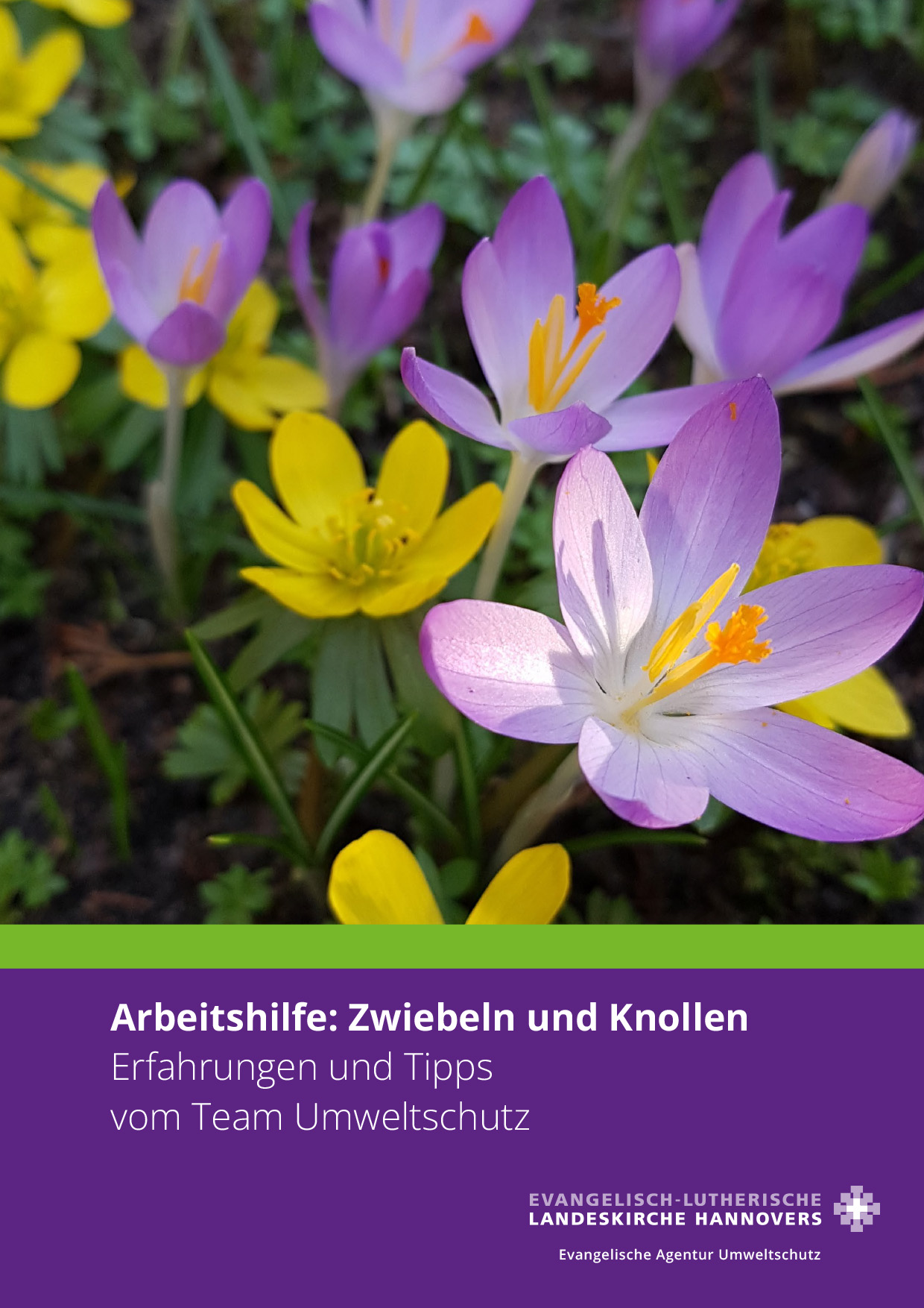 Arbeitshilfe: Zwiebeln und Knollen