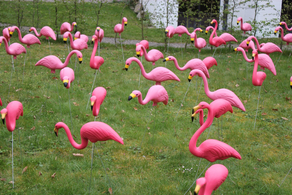 Verleih: Flamingo Flocking